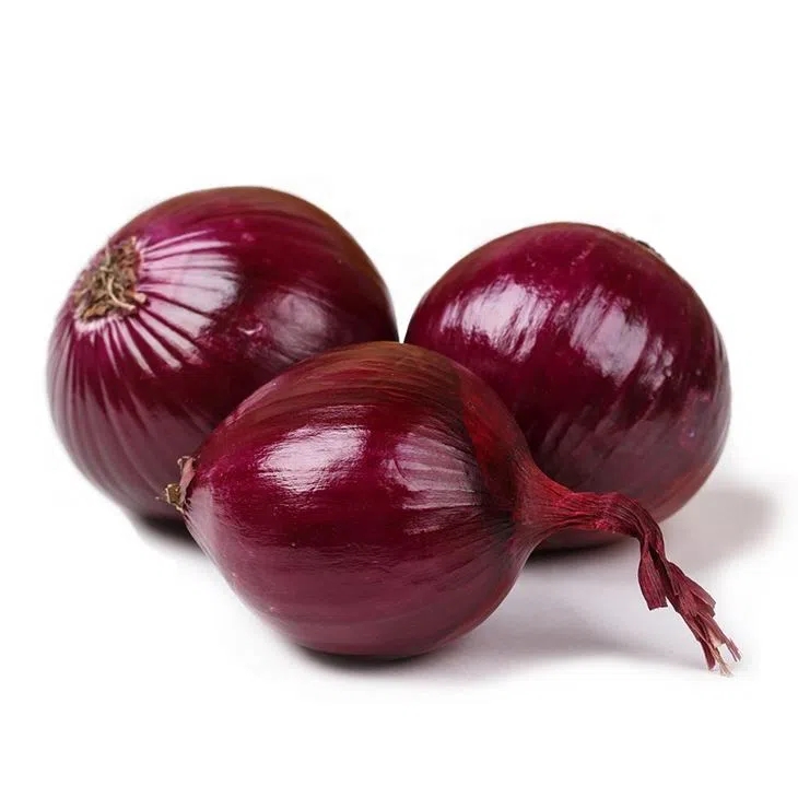 fresh red onion suppliers