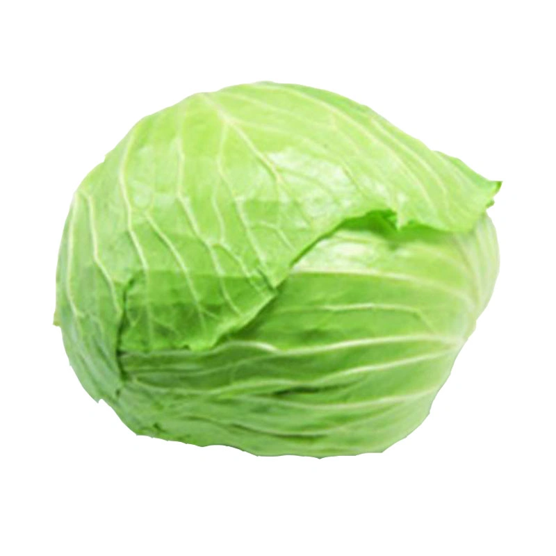 New Crop Fresh Chinese Celery Cabbage