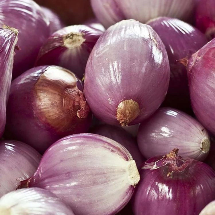 Red fresh onion manufacturer from China