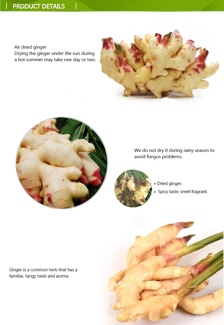 Wholesale organic fresh ginger price