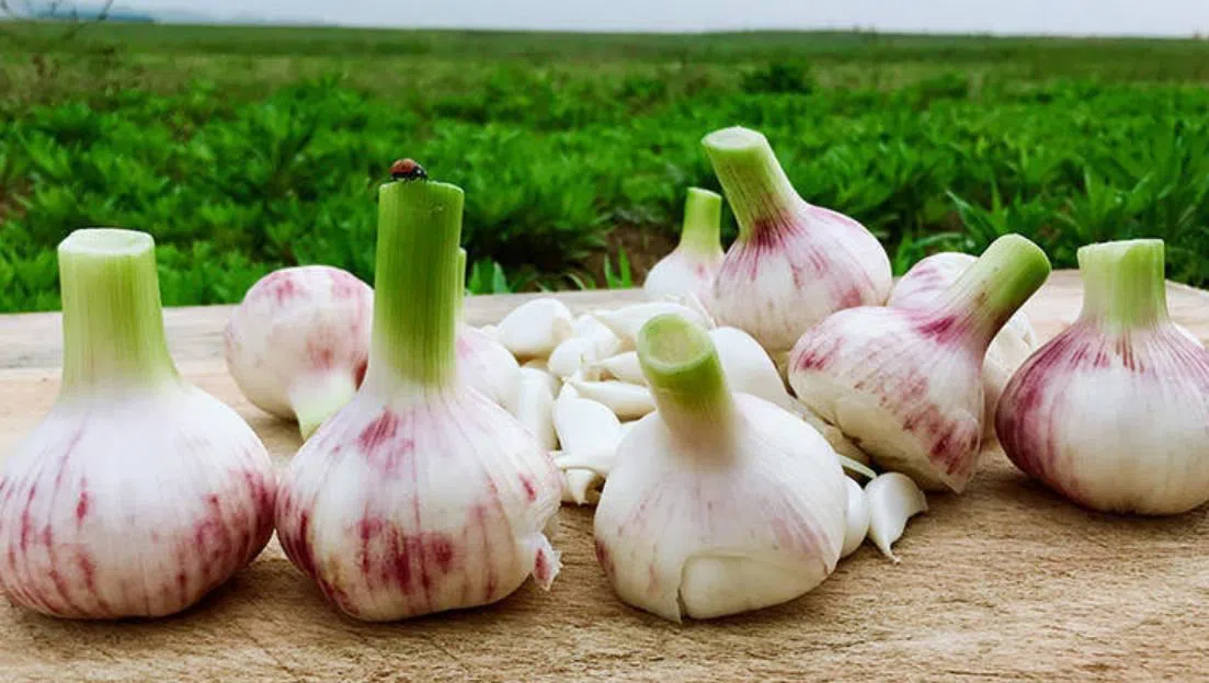 High quality Fresh garlic normal white gralic supplier from China 1